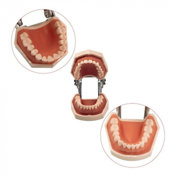 Cтоматологическая модель челюсти со съемными зубами 28Dent-5