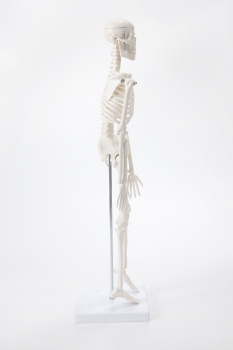 Модель скелета человека Bone учебная 45см-2