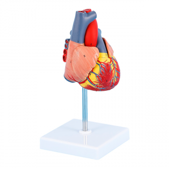 Анатомическая модель сердца человека Bone NumbX1 пронумерованная-1