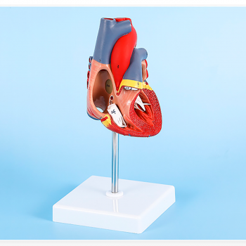 Анатомическая модель сердца человека Bone NumbX1 пронумерованная-4